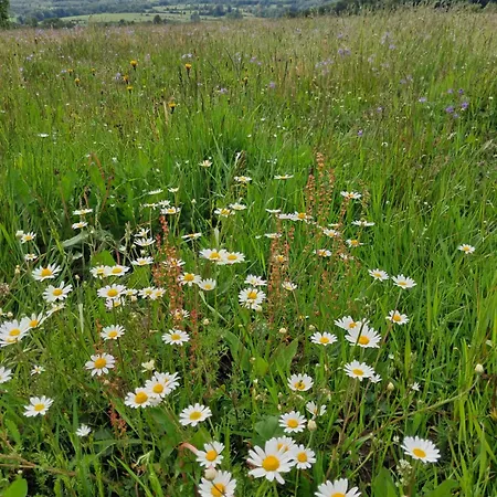 Reset W Gorach 샬레 *