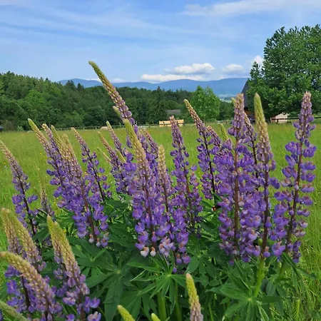 샬레 Reset W Gorach