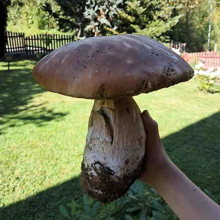 Reset W Gorach 샬레