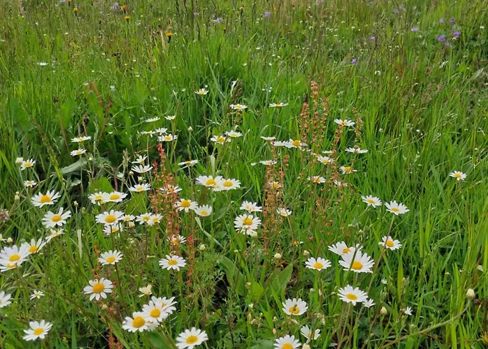 Reset W Gorach Alpehytte *