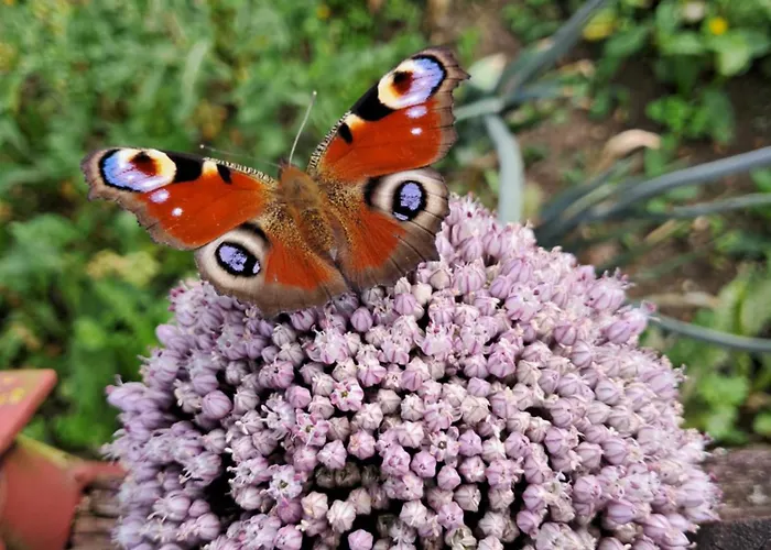 Alpehytte Reset W Gorach *