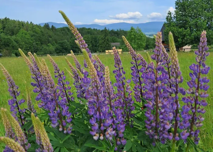 Alpehytte Reset W Gorach