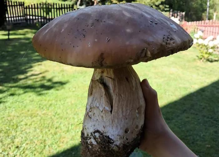 Reset W Gorach Chalet